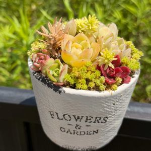 多肉植物,植替えの画像