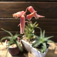 アロエ,アロエ 不夜城,多肉植物,ガーデニング,花のある暮らしの画像