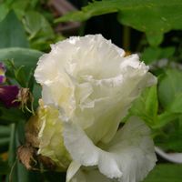 トルコキキョウ,八重咲きトルコキキョウ,花のある暮らし,心に笑顔の花を,白い水曜日♡の画像
