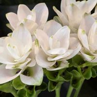 カサブランカ,カサブランカ,クルクマ,クルクマ,ワルナスビの画像
