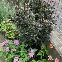 千日紅,ペンタス,ペンタス,宿根リナリア,宿根リナリアの画像