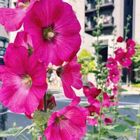 タチアオイ,花咲く乙女たち♡,愛の花♡,ありがとうの花❣️の画像