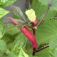 オクラ,花のある暮らし,おうち園芸,バルコニー/ベランダ,家庭菜園の画像