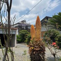 ソテツの画像