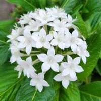スカビオサ,ハイビスカス,ペンタス,ハイビスカス アドニスホワイト,北海道の画像