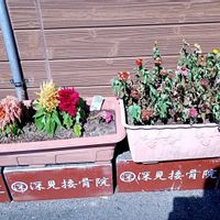 ケイトウ,パイナップル,ヒャクニチソウ,ブルーサルビア,勝手に花いっぱい運動の画像