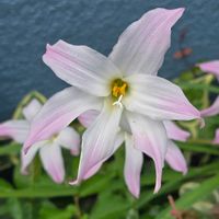 ゼフィランサス,ハブランサス,散歩,季節の花,季節の風物詩の画像
