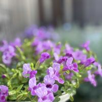 八重咲きペチュニア,スーパートレニア カタリーナ,玄関前のお花たち,花のある暮らし,ガーデンフェンスの画像
