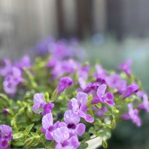 八重咲きペチュニア,スーパートレニア カタリーナ,玄関前のお花たち,花のある暮らし,ガーデンフェンスの画像