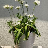 ナデシコ,撫子,美女撫子,開花,種まきっ子の画像