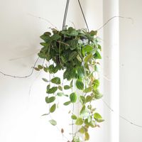 ディスキディア,ディスキディア　オバタ,観葉植物,グリーンインテリア,成長記録の画像