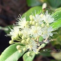 レモンマートル,オージープランツ,白が好き,富山支部,ラブリー♡加速中の画像