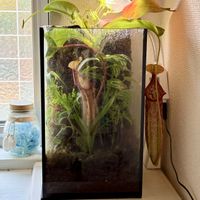 クリプタンサス,ピレア,ウツボカズラ,ハイゴケ,ジュエルオーキッド マコデスペトラの画像
