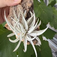 チランジア,エアプランツの画像