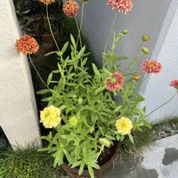 ガイラルディア,可愛い,花のある暮らし,お花大好き♡,花に癒されるの画像