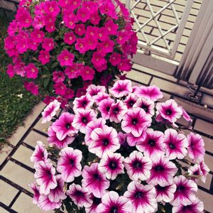 ペチュニア,サフィニア,サントリーフラワーズ,夏の寄せ植え,サフィニアブーケの画像