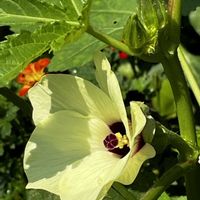 オクラ,オクラ,キュウリ,キュウリ,トマトの画像