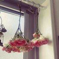 ミニバラ　ラブリーモア,ドライフラワー,鉢植え,バラ・ミニバラの画像
