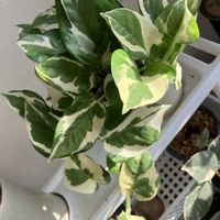 ポトス,ポトス・エンジョイ,観葉植物,PR,三ツ星品質モニターの画像