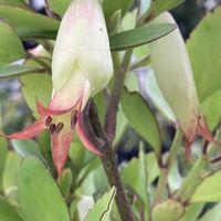 カランコエ,ゼラニウム,ハス,マザーリーフ,マザーリーフの花の画像