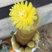 サボテン,お花,トゲトゲの画像