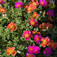 ポーチュラカ,ミニパイナップル,癒し,庭のお花,庭の画像