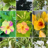 フロックス,オリヅルラン,夏のお花,暑すぎるぅ,ウォーキング中の画像