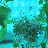 フウセンカズラ,野草,飾るの画像