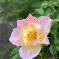 ガウラ,ポーチュラカ,マツバボタン,リナリア,グリーンアイスの画像