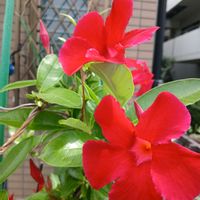 マンデビラ,熱帯植物,家の近く,チームGS♡の画像