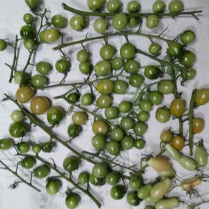 ミニトマト,借り畑,家庭菜園の画像