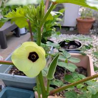 オクラ,アオイ科,野菜の花,プランター栽培,平和を願うの画像