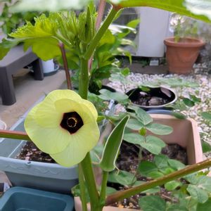 オクラ,アオイ科,野菜の花,プランター栽培,平和を願うの画像