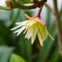 シキミ,ノコンギク,トウガラシ,癒し,夕陽の画像
