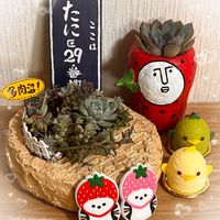 セダム,エケベリア,オーロラ,星の王子,多肉植物 寄せ植えの画像