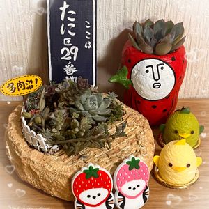 セダム,エケベリア,オーロラ,星の王子,多肉植物 寄せ植えの画像