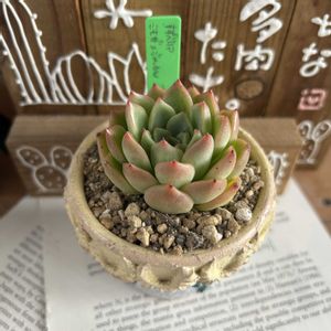 suzuちゃんオリジナル交配苗,多肉植物,エケベリア属,実生,多肉大好きの画像