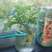 キクの画像