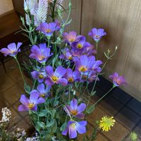 ガイラルディア,トルコキキョウ,ロシアンセージ,ケイトウ セロシア,ナチュラルガーデンの画像