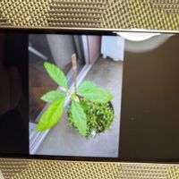 アボカドの画像