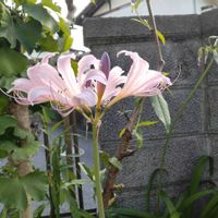 ナツズイセンの画像
