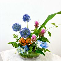 アスクレピアス,クルクマ,ホワイトスター,アリウム　ブルーパフューム,リキュウソウの画像