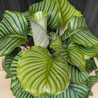 カラテア,カラテア・オルビフォリア,観葉植物,熱帯植物,植物のある暮らしの画像