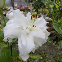 アジサイ,ユリ,サボテンの花,繋がりに感謝✨,花と植物のある暮らしの画像