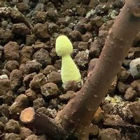 キノコ,イチジク,いちじく,室内栽培,鉢栽培の画像
