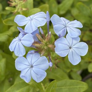 ルリマツリ,ガーデニング,花のある暮らし,ナチュラルスタイル,犬好きの画像