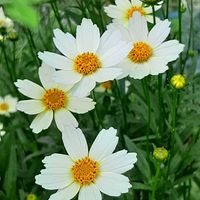 コレオプシス スタークラスター,トリフォリウム バニーズ,ナチュラルガーデン,白花,お花のある生活の画像