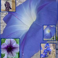 アサガオ,アジサイ,アジサイ,シモツケ ,花火の画像