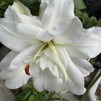 アジサイ,アジサイ,トリカブト,変化朝顔,変化朝顔の画像