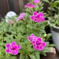 ミニトマト♪,花のある暮らし♡,チームスヌー,チームスヌー  No.16,家庭菜園の画像